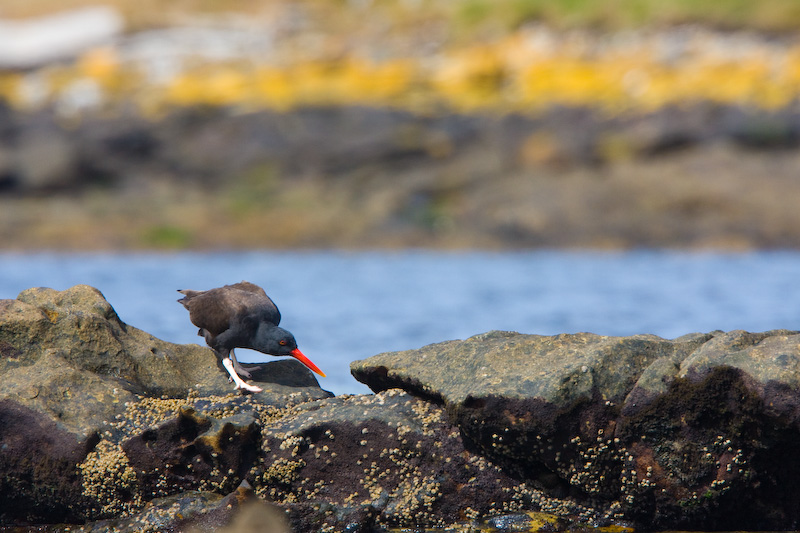 Blackish Oystercatcher